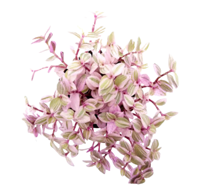 2" Tradescantia Callisia Repens Pink Panther